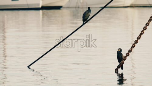 Video - Seabirds perched on mooring ropes above calm marina water, with boats softly blurred in the background