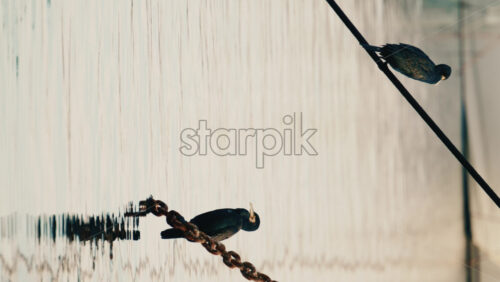 Video - Seabirds perched on mooring ropes above calm marina water, with boats softly blurred in the background. Vertical