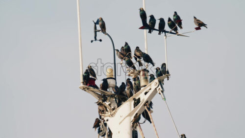 Video - Group of birds resting on boat mast and nautical equipment against a clear sky