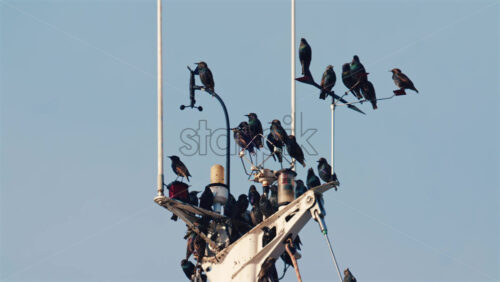 Video - Group of birds resting on boat mast and nautical equipment against a clear sky