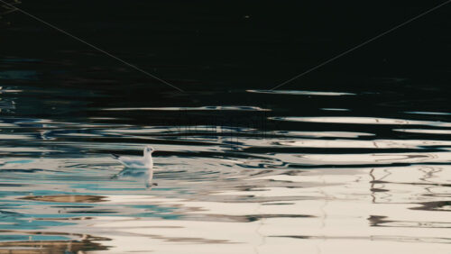 Video - A solitary bird floating on gently rippling water with soft reflections and dark background