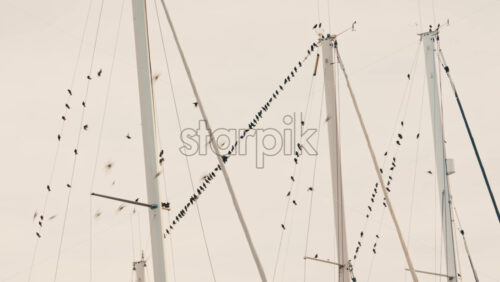 Video - Numerous birds resting on sailboat masts and rigging against a bright sky