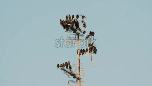 Video - Group of birds resting on boat mast and nautical equipment against a clear sky