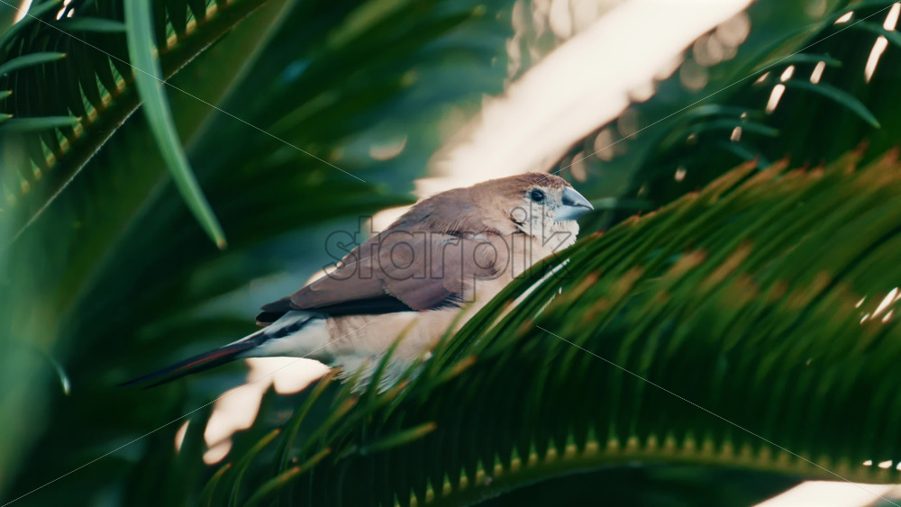 Video - Close up of a small bird perched on green palm leaves in natural daylight