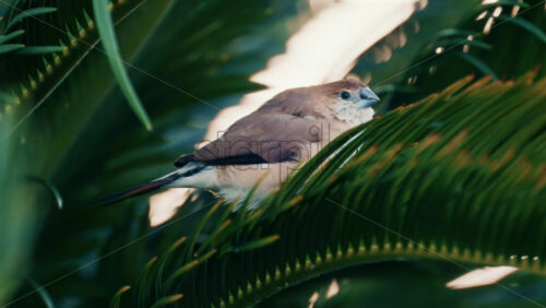 Video - Close up of a small bird perched on green palm leaves in natural daylight