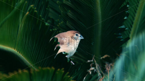Video - Close up of a small bird perched on green palm leaves in natural daylight