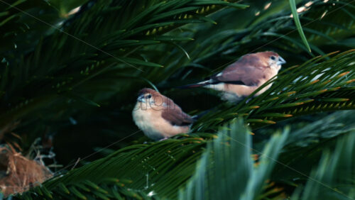 Video - Close up of small birds perched on green palm leaves in natural daylight