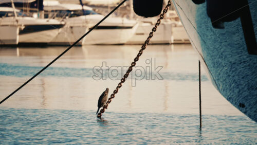 Video - Close up of a seabird perched on mooring ropes above calm marina water