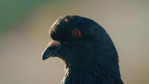 Video - Close up profile of a pigeon with detailed feathers and sharp eye focus against a soft background