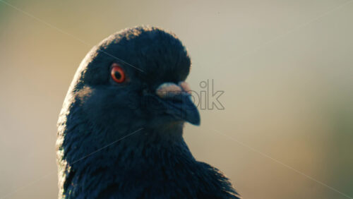 Video - Close up profile of a pigeon with detailed feathers and sharp eye focus against a soft background