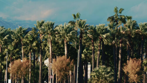 Video - Row of tall palm trees moving gently in the wind along a coastal promenade in the south of France