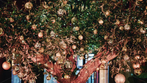 Video - Olive tree decorated with golden Christmas ornaments and string lights at night