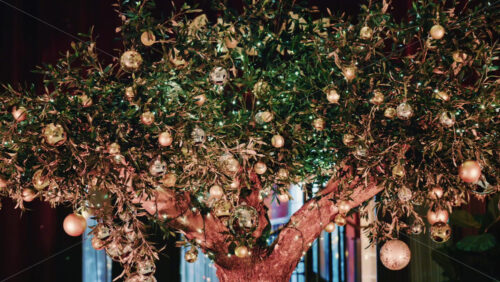 Video - Olive tree decorated with golden Christmas ornaments and string lights at night