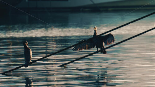 Video - Two birds perched on ropes above calm water, one spreading its wings