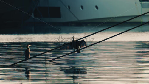 Video - Two birds perched on ropes above calm water, one spreading its wings