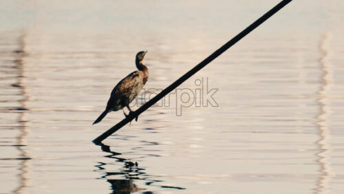 Video - Close up of a seabird perched on mooring ropes above calm marina water