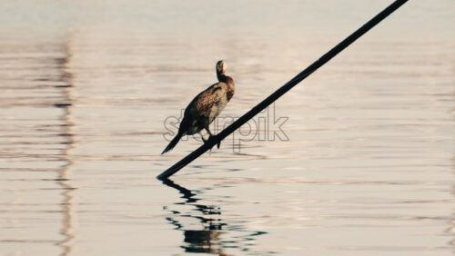 Video - Close up of a seabird perched on mooring ropes above calm marina water