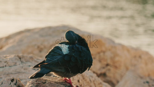 Video - Close up of a pigeon standing on a coastal rock with a thin fishing line tangled around its foot