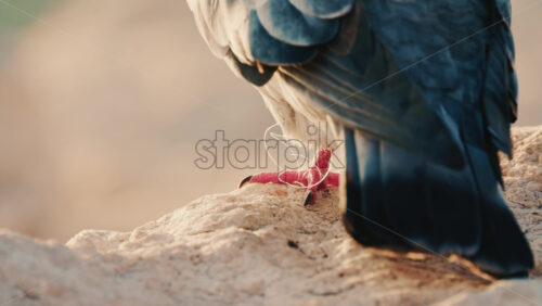 Video - Close up of a pigeon standing on a coastal rock with a thin fishing line tangled around its foot