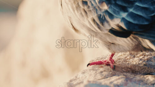 Video - Close up of a pigeon standing on a coastal rock with a thin fishing line tangled around its foot