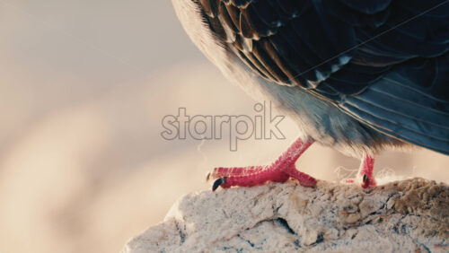 Video - Close up of a pigeon standing on a coastal rock with a thin fishing line tangled around its foot