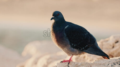 Video - Side view of a pigeon resting on sunlit rocks near the sea