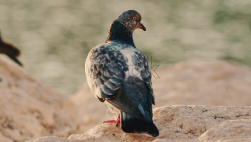 Video - White and grey pigeon standing on rocky shoreline