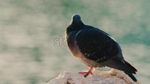 Video - Close up of a pigeon standing on a coastal rock with a thin fishing line tangled around its foot