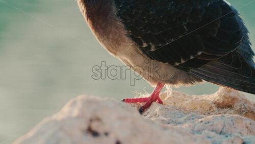 Video - Close up of a pigeon standing on a coastal rock with a thin fishing line tangled around its foot