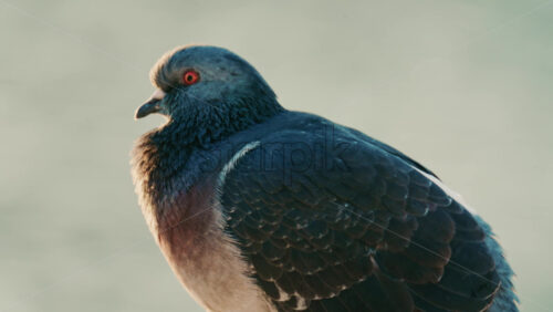 Video - Close up of a pigeon standing on a coastal rock with a thin fishing line tangled around its foot