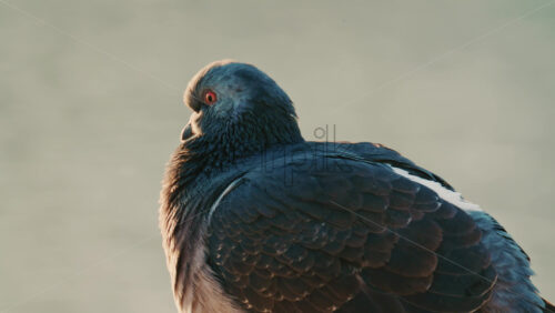 Video - Close up of a pigeon standing on a coastal rock with a thin fishing line tangled around its foot