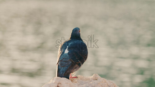 Video - Close up of a pigeon standing on a coastal rock with a thin fishing line tangled around its foot