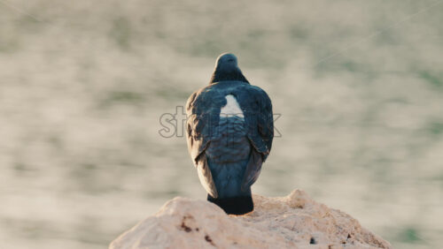 Video - Close up of a pigeon standing on a coastal rock with a thin fishing line tangled around its foot