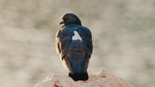 Video - Close up of a pigeon standing on a coastal rock with a thin fishing line tangled around its foot