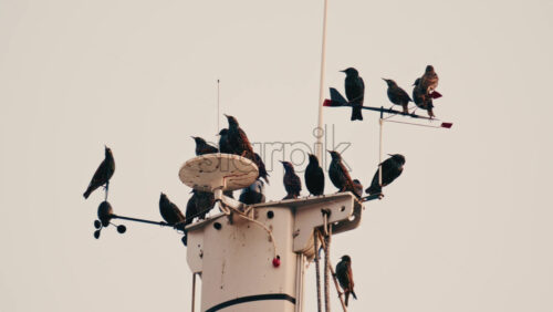 Video - Cannes, France - December 22, 2025: Group of birds perched on a boat mast with navigation and weather instruments