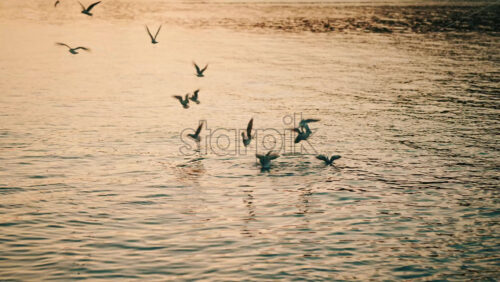 Video - Group of seagulls flying low and landing on the sea surface during golden hour