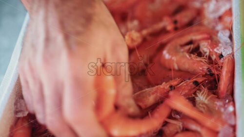 Video - Close up of pink shrimp arranged in a white polystyrene box with crushed ice