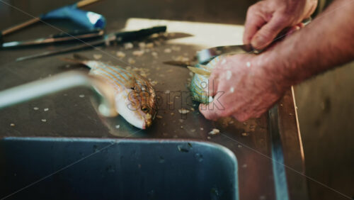 Video - Hands scaling a small fish on a stainless-steel work surface with knives and tools visible
