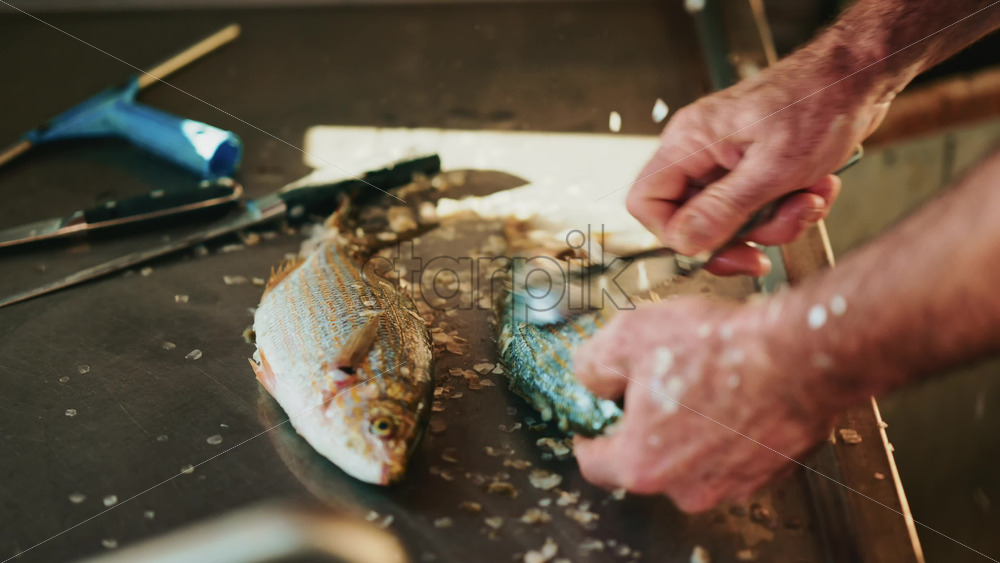 Video - Hands scaling a small fish on a stainless-steel work surface with knives and tools visible