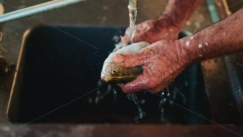 Video - A fish held under a tap inside a deep sink, water splashing over the body