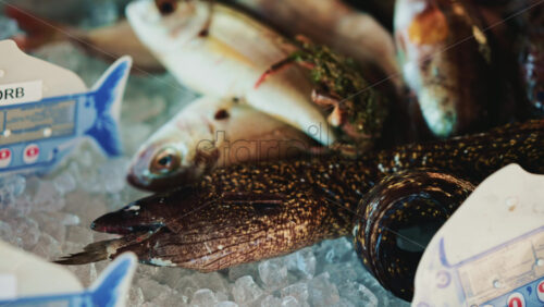 Video - Different fish species laid on crushed ice, with price tags partially visible