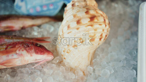 Video - Decorative large shell placed among fish on ice, suggesting a styled seafood display