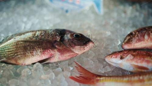Video - Different fish species laid on crushed ice, with price tags partially visible