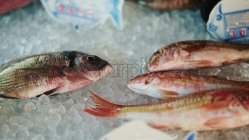 Video - Different fish species laid on crushed ice, with price tags partially visible