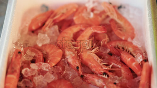 Video - Close up of shrimp densely packed in a foam box with ice crystals