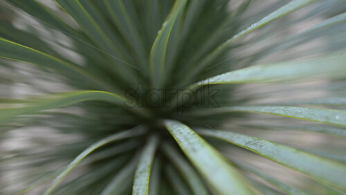 Video - Abstract motion blur effect created by green plant leaves radiating from the center
