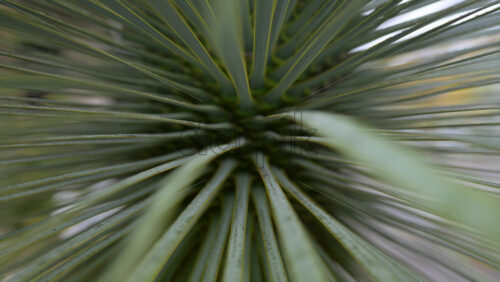 Video - Abstract motion blur effect created by green plant leaves radiating from the center