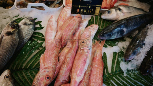 Video - Close up of fresh fish arranged on ice at a traditional Mediterranean fish market