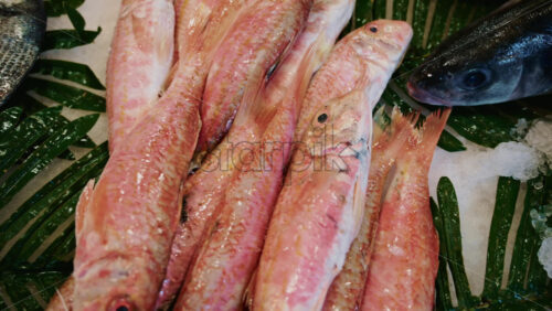 Video - Close up of fresh fish arranged on ice at a traditional Mediterranean fish market