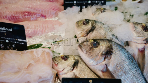Video - Close up of whole sea bream arranged on crushed ice at a seafood counter